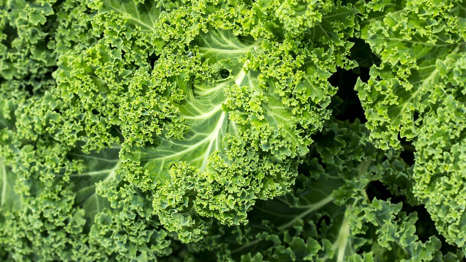 ¿Qué enfermedades cura el kale?